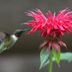 Top 15 Colorful Hummingbird Flowers to Grow