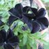 Top 10 Black Annual and Perennial Plants