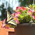 6 Tips for Watering Container Gardens