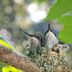 15 Amazing Baby Hummingbird Facts and Pictures