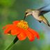 Top 10 Annuals That Attract Hummingbirds