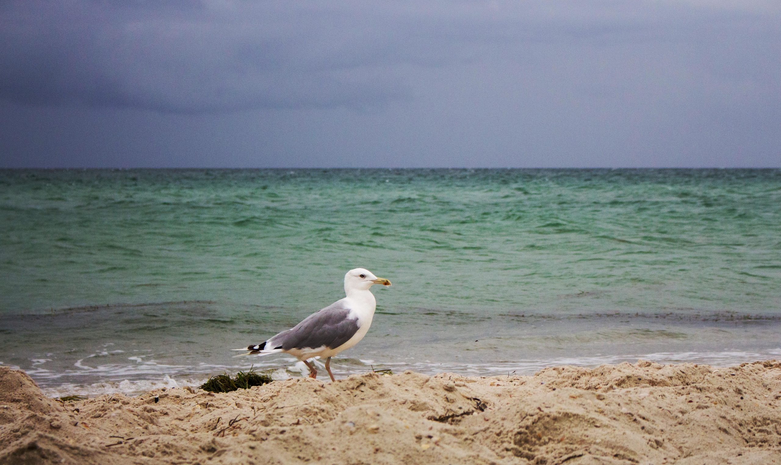 What Happens to Birds in a Hurricane?