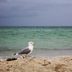 What Happens to Birds in a Hurricane?