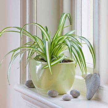 Spider plant