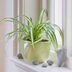 Spider Plant Care and Growing Tips