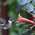 Ask the Experts: Hummingbird Behavior Explained