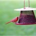 The Best Cardinal Bird Feeders and Birdseed