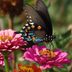 7 Summer Nectar Flowers That Attract Butterflies