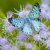 Butterfly Hotspot: Travel to South Texas to See Hundreds of Rare Butterflies