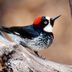 6 Bird Beak Types and How Birds Use Them to Eat