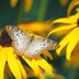 Plant a Meadow: Grow Wildflowers for Butterflies