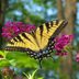 Butterfly Bush Care: When Do Butterfly Bushes Bloom?