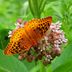 The Pros and Cons of Growing Common Milkweed