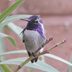 Hummingbird Eyes Can See More Colors Than Humans