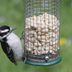 How (and How Often) to Clean Bird Feeders