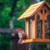 What Do Cardinals Eat? How to Attract Cardinals