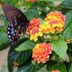 Late-Blooming Fall Flowers That Attract Butterflies