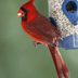 Which Birds Eat Safflower Seeds From Feeders?