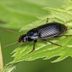 Meet the Garden Beetles: Helpful Backyard Bugs