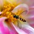 8 Beneficial Insects You Want to See in Your Garden