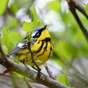 magnolia warbler