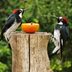 How to Identify an Acorn Woodpecker