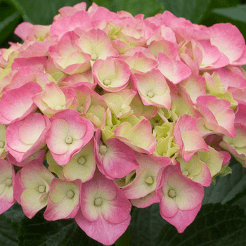 bigleaf hydrangea