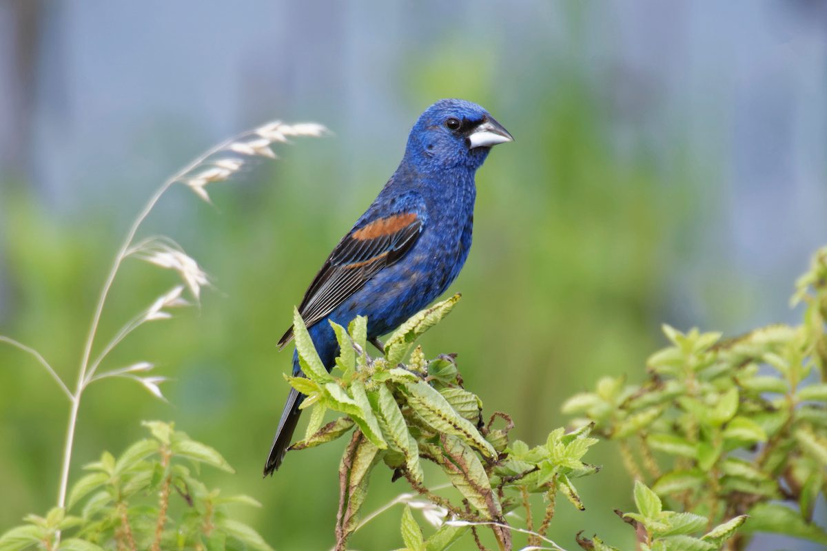 Get to Know the Gorgeous Blue Grosbeak