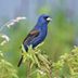 Get to Know the Gorgeous Blue Grosbeak