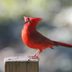 Our Top 10 Favorite Sports Team Bird Mascots