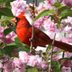 Plant Native Trees That Attract Birds