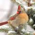 Don't Let a Female Cardinal Fly Under the Radar