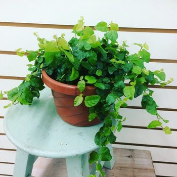 Ficus pumila Creeping Fig Plant 6"