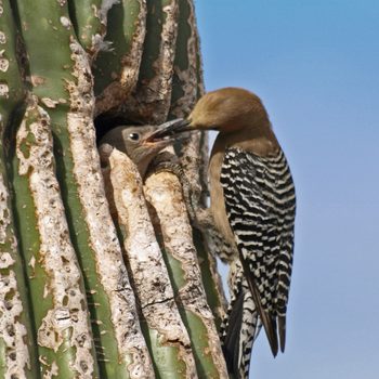 gila woodpecker, types of woodpeckers