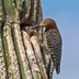 How to Identify a Gila Woodpecker