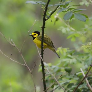 Hooded warbler