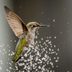 Water, Bugs and Spiderwebs: More Ways to Attract Hummingbirds