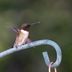 What Foods, How Often and How Much Do Hummingbirds Eat?