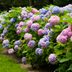 Hereâ€™s How to Change the Color of Your Hydrangeas