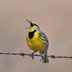 Western Meadowlark: Songbird of the Vast Grasslands