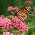 The Ultimate Milkweed Plant Growing Guide