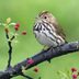 21 Small Brown Birds You Might See