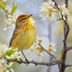 The Ultimate Bird Watcher Guide for Every Season