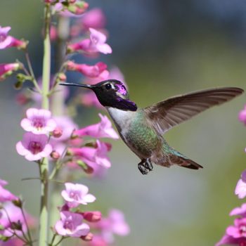 drought tolerant garden, hummingbird and penstemon