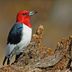 13 Types of Woodpeckers Birders Should Know