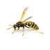 6 Key Differences Between Bees and Wasps