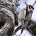 Sapsucker Birds: Woodpeckers With a Sweet Tooth