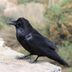 How to Identify a Common Raven