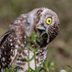 8 Fascinating Burrowing Owl Facts