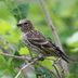 How to Attract and Identify a Pine Siskin